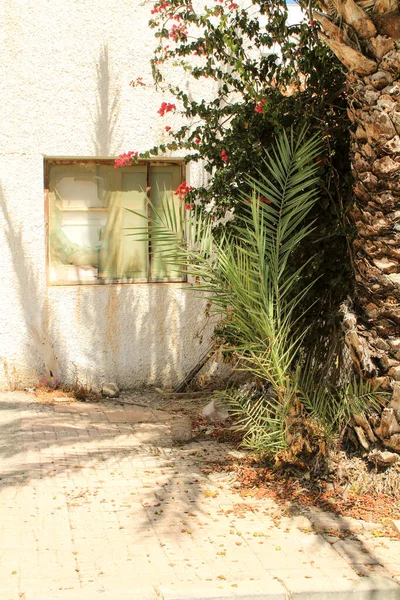 スペインの窓の前にあるヤシの木とブーゲンビリア — ストック写真