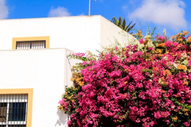 Rodalquilar, Endülüs, İspanya 'da begonvilli bej renkli evler
