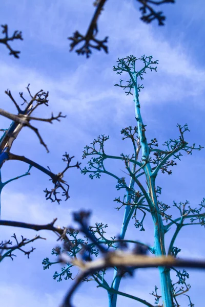 Azul Pintado Agaves Sob Céu Azul Rodalquilar Cabo Gata Nijar — Fotografia de Stock