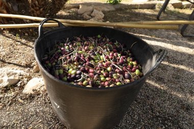 Sonbaharda Benimantell çiftliğinde zeytin topladım. Alicante, İspanya.
