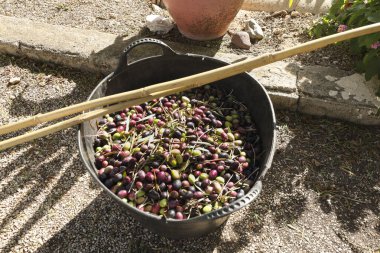 Sonbaharda Benimantell çiftliğinde zeytin topladım. Alicante, İspanya.