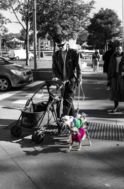 Madrid, İspanya - 4 Aralık 2025 Madrid 'de köpeklerini gezdiren genç adam