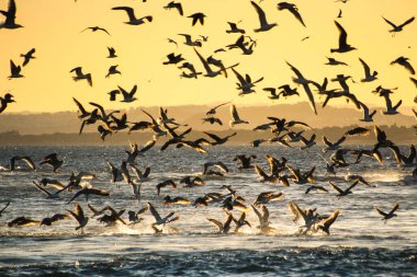 Gün batımında yüzlerce martı Santa Pola koyunda uçuyor. Alicante, İspanya