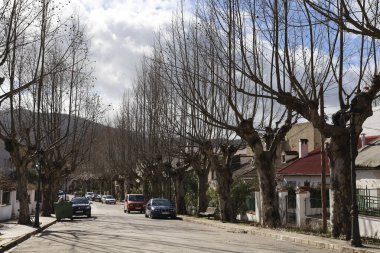 Riopar, Albacete, İspanya - 23 Ocak 2026: Güneşli bir günde Riopar kasabasında asırlık Platanus Hispanica ağaçları. Riopar, Albacete ili, İspanya