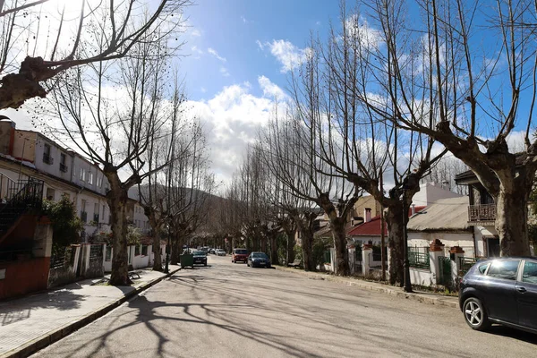 Riopar, Albacete, İspanya - 23 Ocak 2026: Güneşli bir günde Riopar kasabasında asırlık Platanus Hispanica ağaçları. Riopar, Albacete ili, İspanya