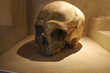 Alicante, İspanya - 13 Şubat 2026: Randero Mağarası 'nda bulunan Kafatası kalıntısı Alicante Arkeoloji Müzesi' nde sergilendi