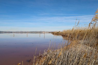 Parque Natural de las Salinas de Torrevieja 'daki Pembe Göl. Alicante ili, İspanya