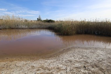 Park Natural de las Salinas de Torrevieja 'daki Saltwater lagünündeki Pembe Göl' ü çevreleyen Reed. Alicante ili, İspanya