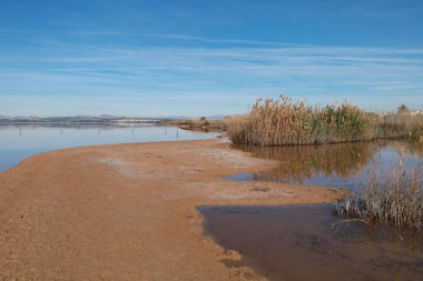 Park Natural de las Salinas de Torrevieja 'daki Saltwater lagünündeki Pembe Göl' ü çevreleyen Reed. Alicante ili, İspanya