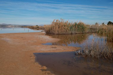 Park Natural de las Salinas de Torrevieja 'daki Saltwater lagünündeki Pembe Göl' ü çevreleyen Reed. Alicante ili, İspanya