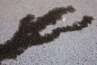 İspanya 'da asfaltta timsah şeklinde yağ lekesi