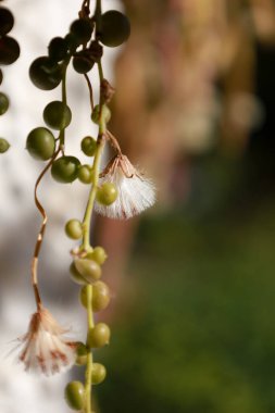 Senecio Rowleyanus güneşin altındaki bahçede çiçek açmış.