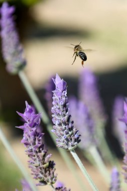 Baharda bahçedeki Lavandula Dentata bitkisinin tozlaşan arısı çiçeği
