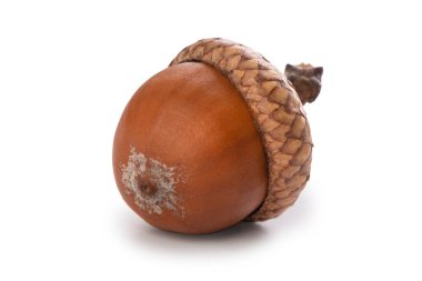 Beyaz arkaplanda tek olgun meşe palamudu