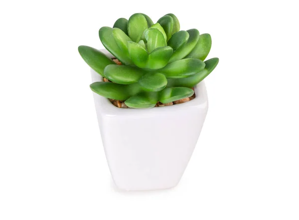 Een Mini Sappige Plant Een Witte Bloempot Geïsoleerd Een Witte — Stockfoto