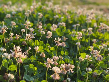Gün batımında yonca tarlası