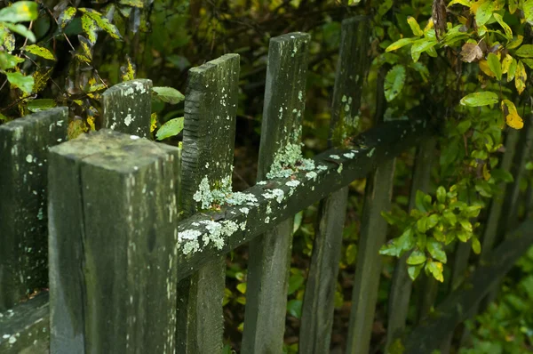 Moss di pagar kayu — Stok Foto