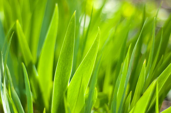 녹색 잔디는 햇빛으로 켜져 — 스톡 사진