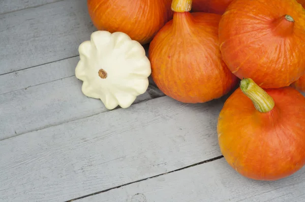 かぼちゃと灰色の背景にブッシュ カボチャ — ストック写真