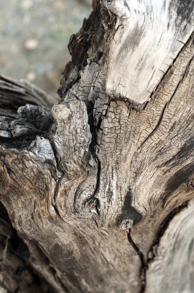 Texture d'un vieil arbre — Photo