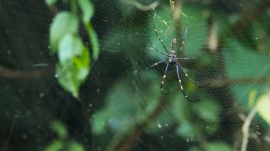 büyük örümcek web üzerinde