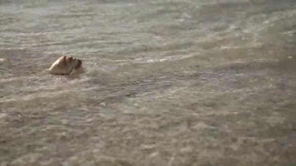 Coquillage sur la plage de sable — Video