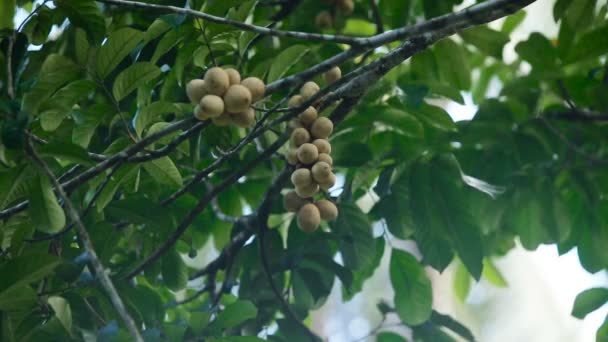 Zonas costeiras de frutas tropicais, langsat . — Vídeo de Stock