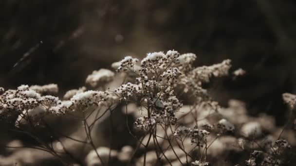 Dry grass under snow — Stock Video