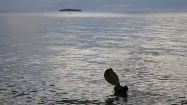 Juguete velero en las olas del mar — Vídeos de Stock