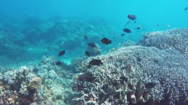 Recifes de coral e peixes tropicais. — Vídeo de Stock