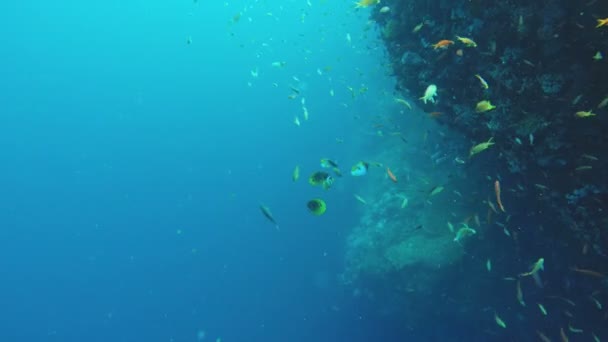 Recifes de coral e peixes tropicais. — Vídeo de Stock