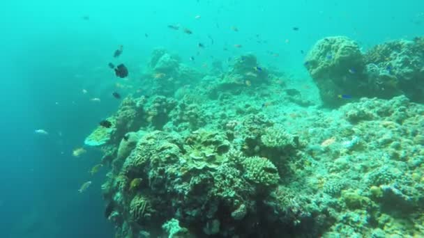 Arrecife de coral y peces tropicales. — Vídeo de stock