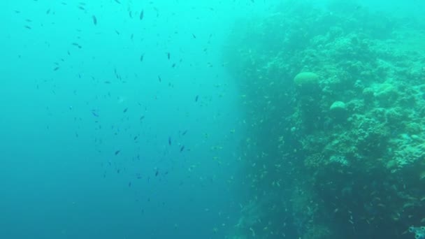 Recifes de coral e peixes tropicais. — Vídeo de Stock