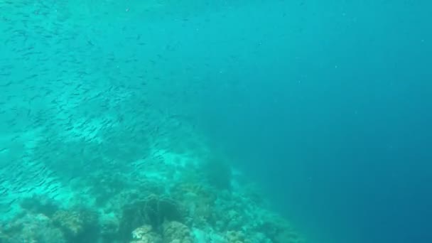 Korallenriff und tropische Fische. — Stockvideo
