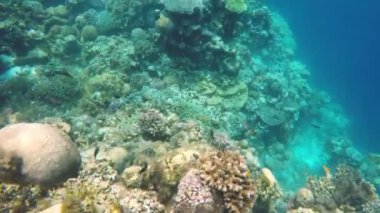 Mercan resifi ve tropikal balıklar.