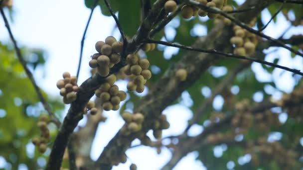 Zonas costeiras de frutas tropicais, langsat . — Vídeo de Stock