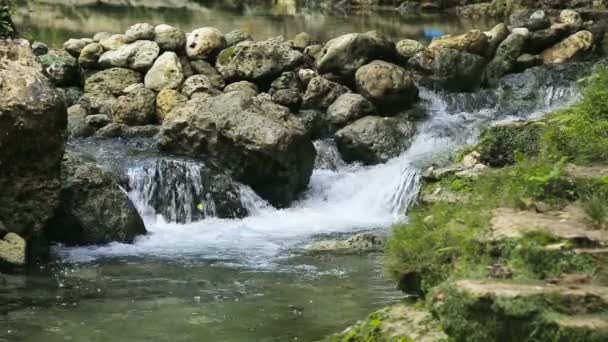 Stroom van de rivier in het regenwoud. — Stockvideo