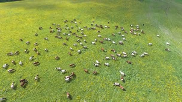 Πετώντας πάνω από το πράσινο λιβάδι με βόσκει αγελάδες. — Αρχείο Βίντεο