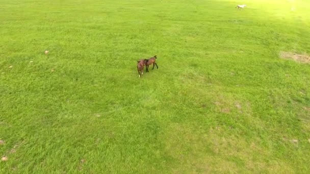 Aerial view:Horses grazing on the field — Stock Video