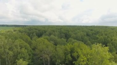 Havadan görünümü. Ormanın üzerinde uçan.
