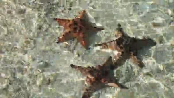 Starfish under water on sand. — Stock Video