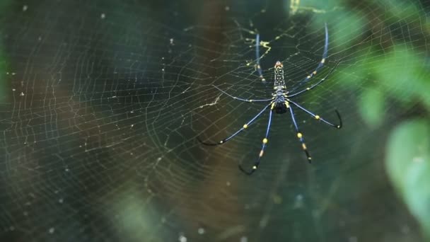 Big spider on web — Stock Video