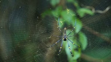 büyük örümcek web üzerinde