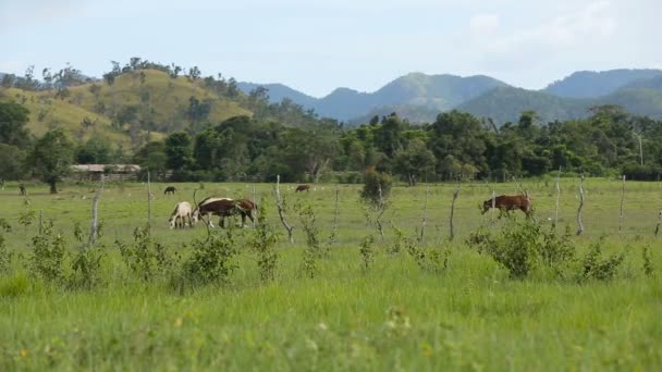 Horses grazing in green meadow. — Stock Video