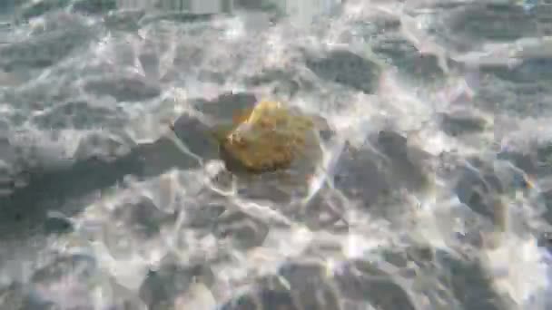 水中貝殻. — ストック動画