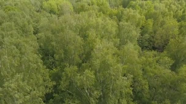 Vista aérea. Volando sobre el bosque . — Vídeos de Stock