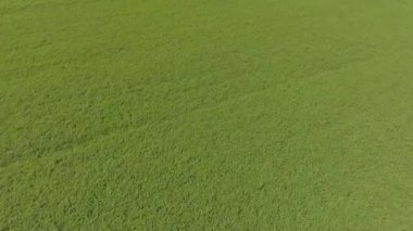 Havadan görünümü. Ormanın üzerinde uçan. Yeşil alanın üzerinde uçan.