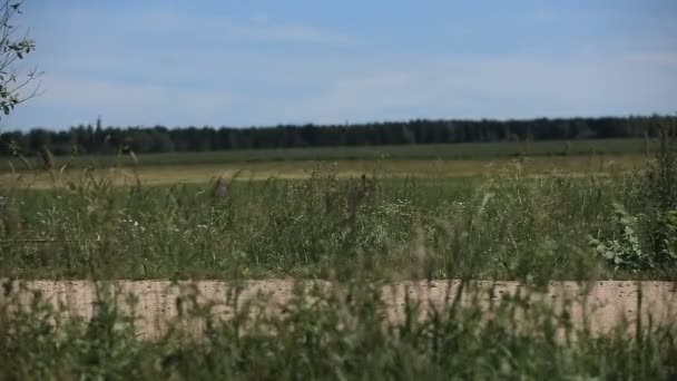 Девушка бежит по дороге в поле . — стоковое видео