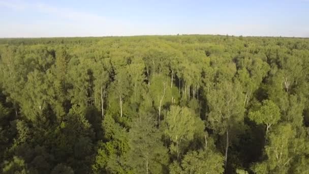 Vista aérea. Volando sobre el bosque . — Vídeos de Stock