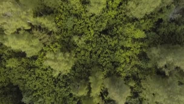 Vista aérea. Voando sobre a floresta . — Vídeo de Stock